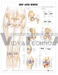 Hip and Knee Anatomical Chart